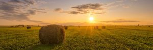 Farm Land