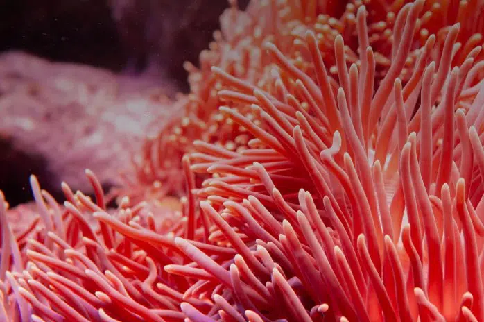 Reef