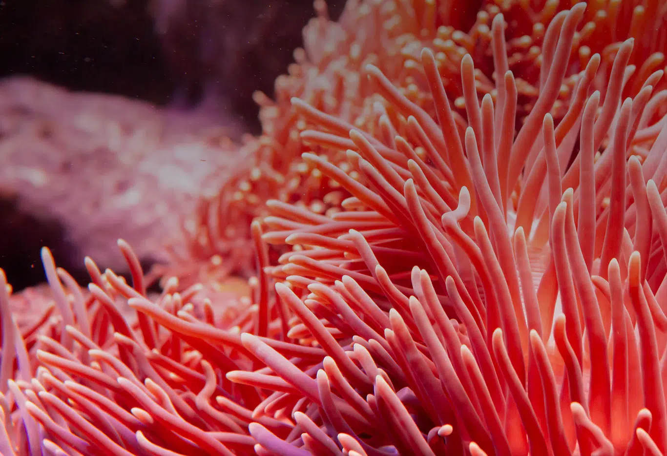 Reef